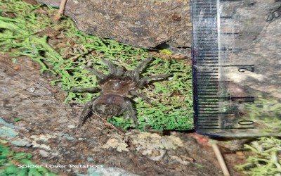 Albopilosum Nicaragua Sling 2-3 cm Tarantula